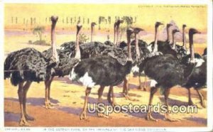 Ostrich Farm - San Diego, California CA Postcard