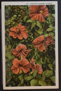 Hibiscus Blossoms, Florida