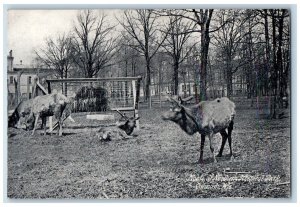 Oshkosh Wisconsin WI Postcard Moose At Northern Hospital Park c1910's Antiqie