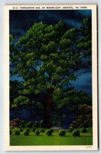 Pemberton Oak Tree By Moonlight Bristol Virginia Tennessee Linen Postcard Unused