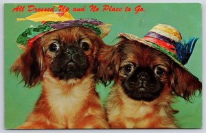 Two Pekingese Dogs All Dress Up And No Place To Go Postcard