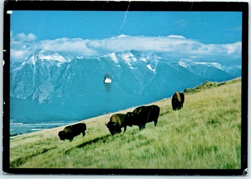 Postcard - Where Do The Buffalo Roam? - Montana 