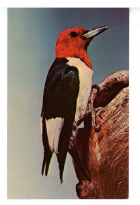 Birds - Red-Headed Woodpecker