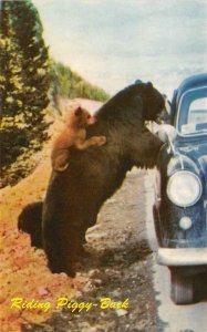 Canada,  BEAR & Baby Cub Riding Piggy Back~50's Car  CANADIAN ROCKIES  Postcard