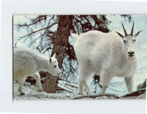 Postcard Rocky Mountain Goat Canadian Rockies Canada