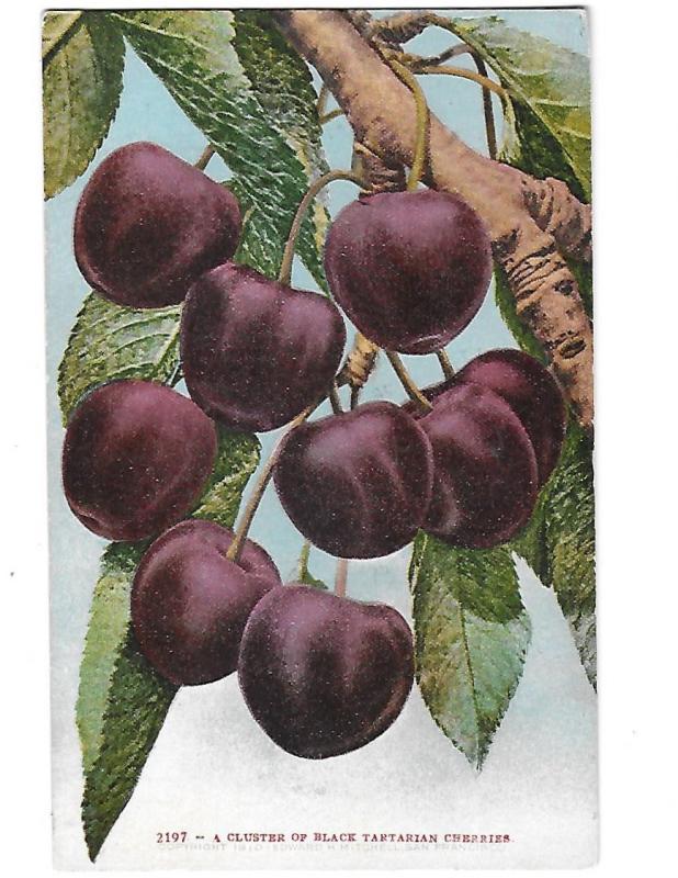 Cluster of Black Tartarian Cherries 1910 Edward Mitchell San Francisco Card