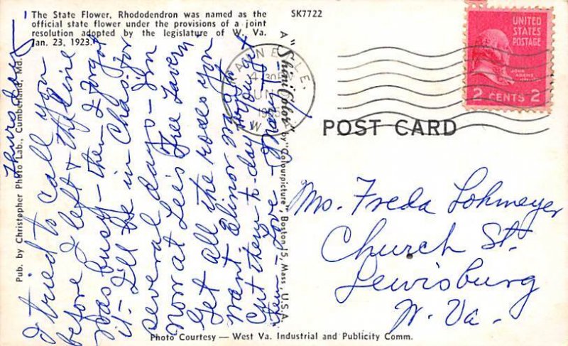 Rhododendron Rhododendron - State Flower, West Virginia WV Postcard