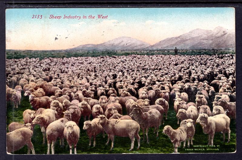 Sheep Industry in the West