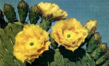 Prickly Pear Cactus - MIsc, CA