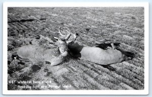 RPPC FARRAGUT, Idaho ID ~Deer WHITE TAIL BUCKS after 3 Day Flight 1950s Postcard