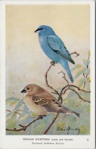 Allan Brooks Artist Indigo Bunting Birds National Audubon Society Postcard G93