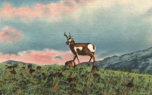 Vintage Postcard 1930's An Antelope Swiftest Creature Of The Plains Animal