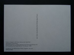 Abbotsbury Swans CYGNET WITH DUCK DECOY & REED BED 1993 PHQ 149(b) 1/93 Postcard