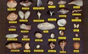 Sea Shells - Misc, Florida FL