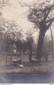 RP; ROMA, Lazio, Italy, PU-1913; Villa Borgnese, Cattle