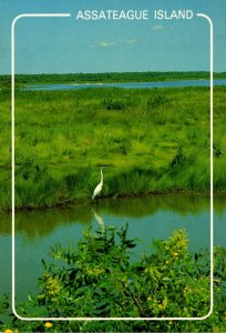 Maryland Assateague Island Salt Marsh With Great Egret