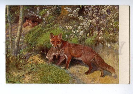 178142 FOX fox hunting hare in teeth #26 vintage postcard