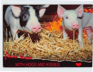 Postcard from Iowa . . . With Hogs And Kisses, Iowa