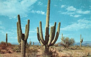 Vintage Postcard Saguaro Cactus Graceful Majestic Beautiful Southwest Desert
