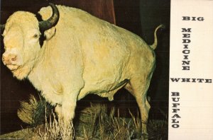 Big Medicine, White Buffalo, Roamed the Nat. Bison Range for 26 Yrs, Montana PC