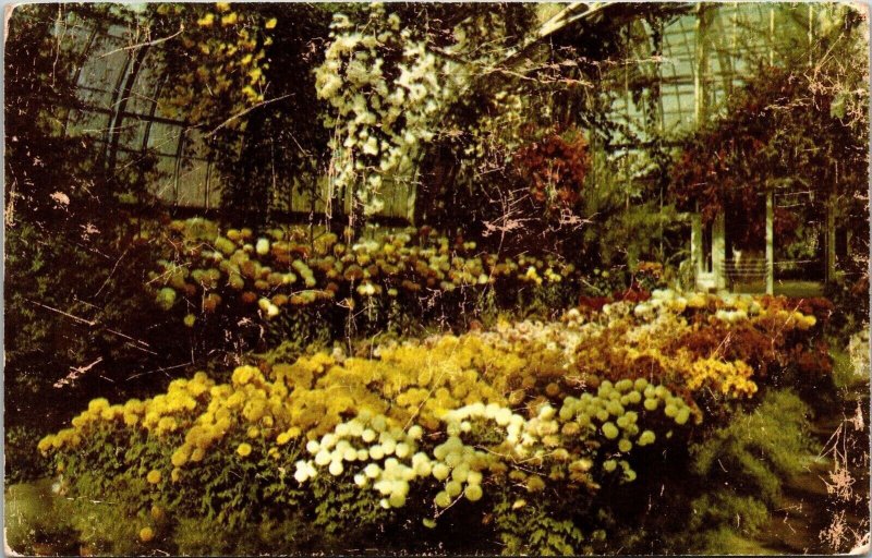 Eden Park Conservatory Cincinnati Ohio Chrysanthemum Display DB Postcard 