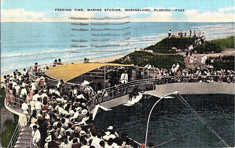 Feeding Time Marine Studios Marineland Florida Postcard Standard View Card