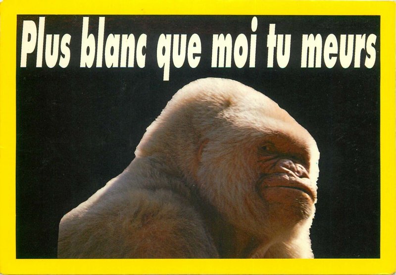 Animals france monkey chimpanzee gorilla baboon white Postcard