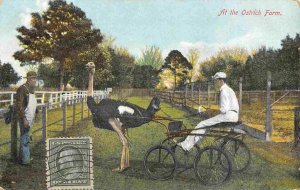 Racing Buggy at the Ostrich Farm 1910c postcard