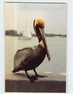 Postcard Gulf Coast Of Florida USA