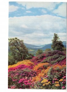 Rhododendrons, Azaleas, Wild Flowers, Weem Rock, Aberfeldy, Lac Tay, Scotland