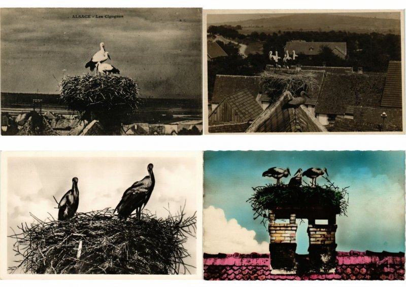 STORKS CIGOGNES Birds 500 Vintage Postcards Mostly pre-1940 (L2840)