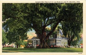 OH - Marietta. Largest Elm Tree in the USA