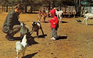 BANDON, OR Oregon  WEST COAST DEER PARK Petting Zoo~Goats~Girl COOS CO Postcard