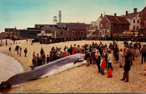 Massachusetts Cape Cod Provincetown Large Finback Whale On The Beach