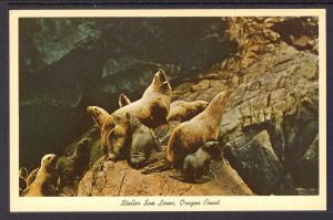 Steller Sea Lions,Oregon Coast