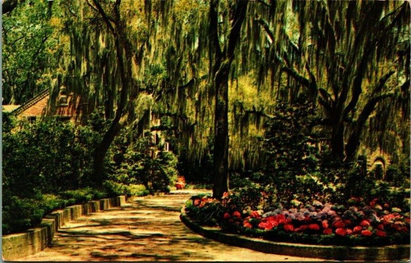 Hydrangias and Spanish Moss Florida FL 1969 Chrome Postcard Mirro-Chrome