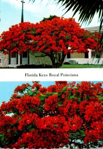 Florida Keys Royal Poinciana In Full Bloom