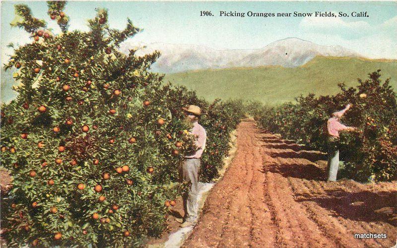 Agriculture C-1910 Farming Oranges Snow Fields California Hecht postcard 8415