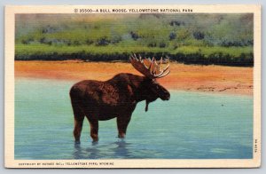Animals~Wyoming~Yellowstone Natl Park~Bull Moose In Lake~1950 Linen Postcard
