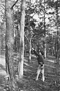 LE GEMMEUR-GIRONDE FRANCE~TREE RESIN CAPTURE- VERY OLD BUSINESS PHOTO POSTCARD