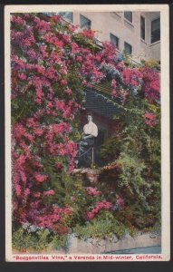 California Bouganvillea Vine a Verenda in Mid-winter ~ WB
