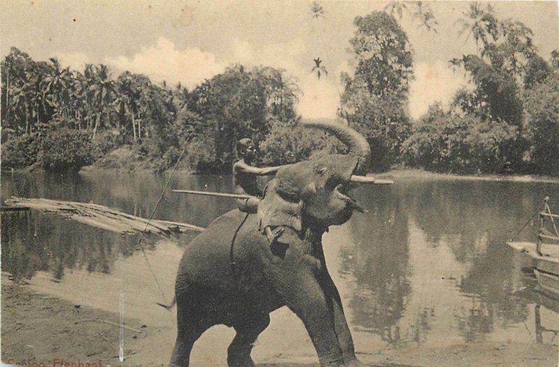 Ceylon elephant trimmed 8x13cm early postcard