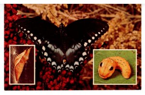 Butterfly - The Spicebush Swallow-Tail 