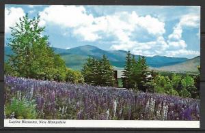 New Hampshire, Jefferson - Lupine Blossoms - Presidential - [NH-067]