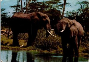 VINTAGE CONTINENTAL SIZE POSTCARD PAIR OF ELEPHANTS AT THE WATER POOL AFRICA