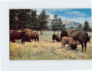 Postcard Buffalo, Old West