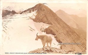 Rocky Mountain Goat in Glacier National Park, Montana