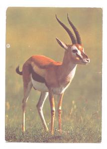 Thompson Gazelle, Parc Safari Africain, Cambridge Ontario  Used 1974