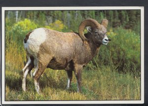 Animals Postcard - Rocky Mountain Bighorn Sheep, Alberta, Canada  RR4580