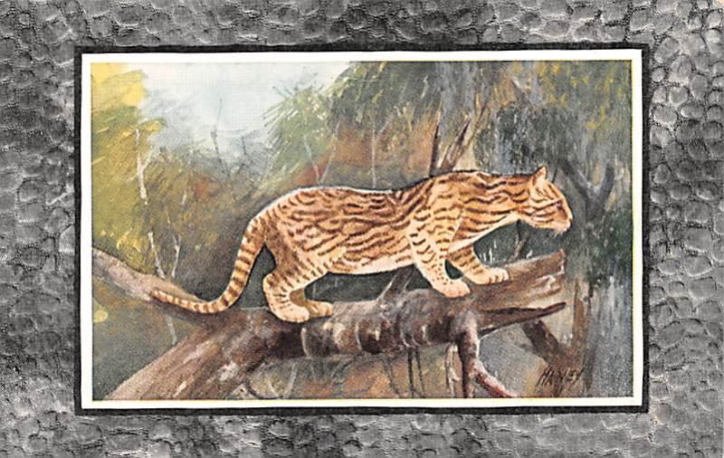 Cheetah, paper of Cheetah glued on front of postcard Unused Cheetah,  paper o...